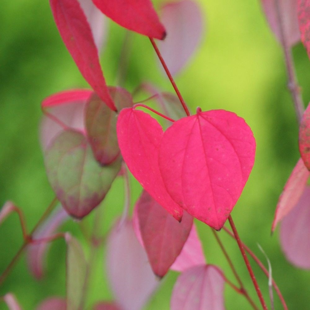 <i>Cercidiphyllum japonicum</i> 