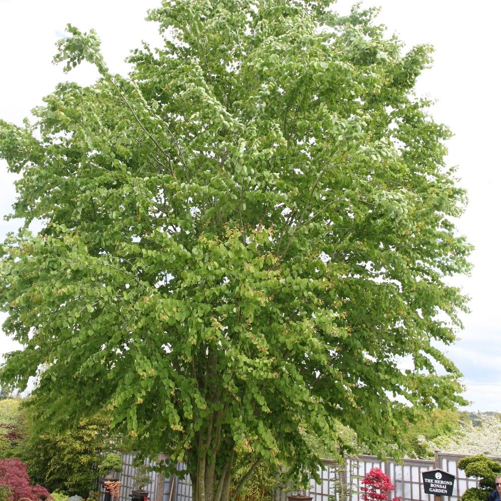 <i>Cercidiphyllum japonicum</i> 