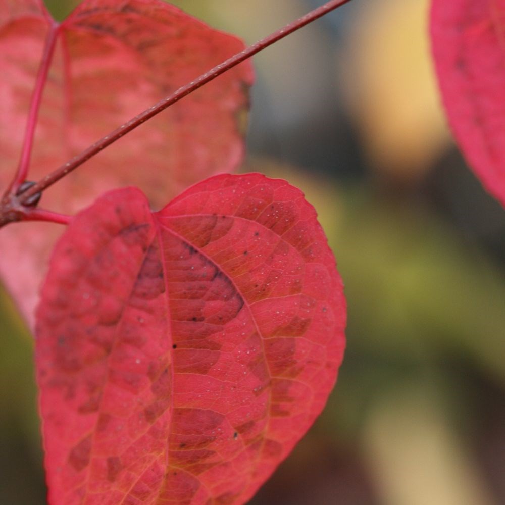 <i>Cercidiphyllum japonicum</i> 