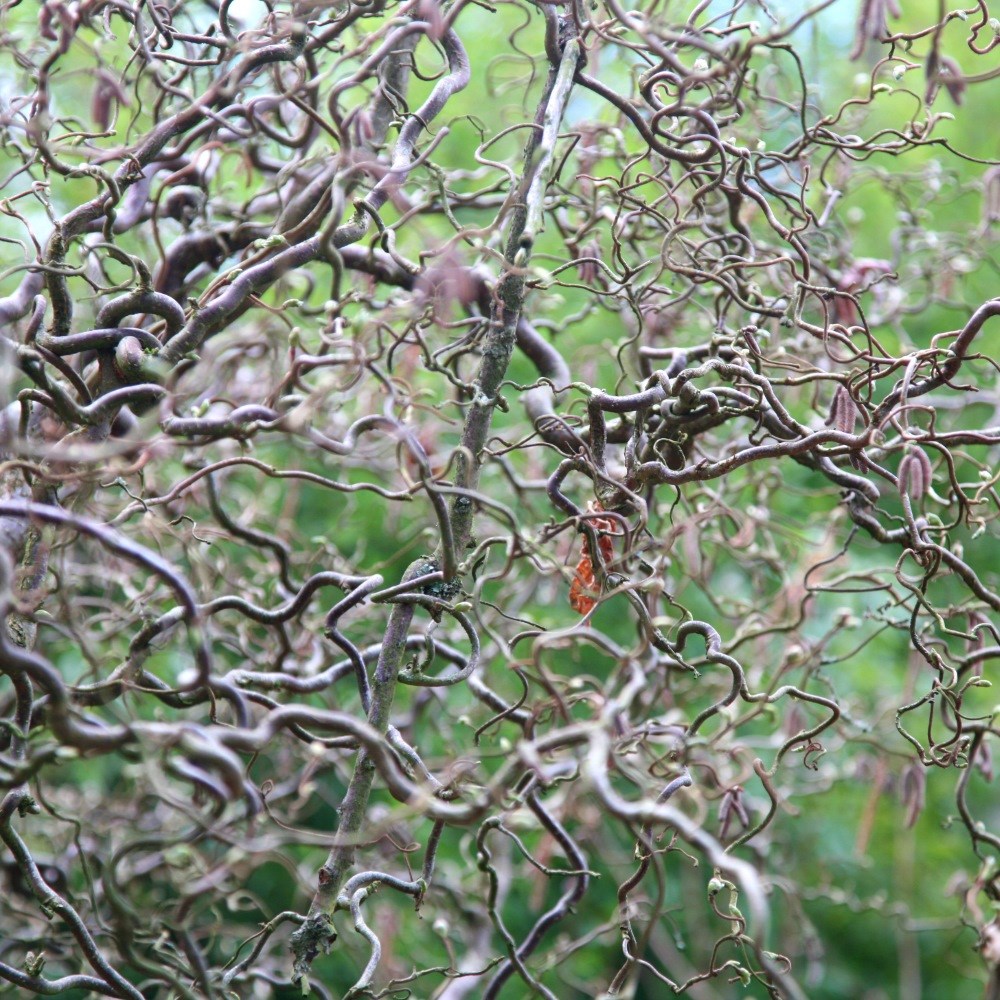 <i>Corylus avellana</i> 'Contorta'