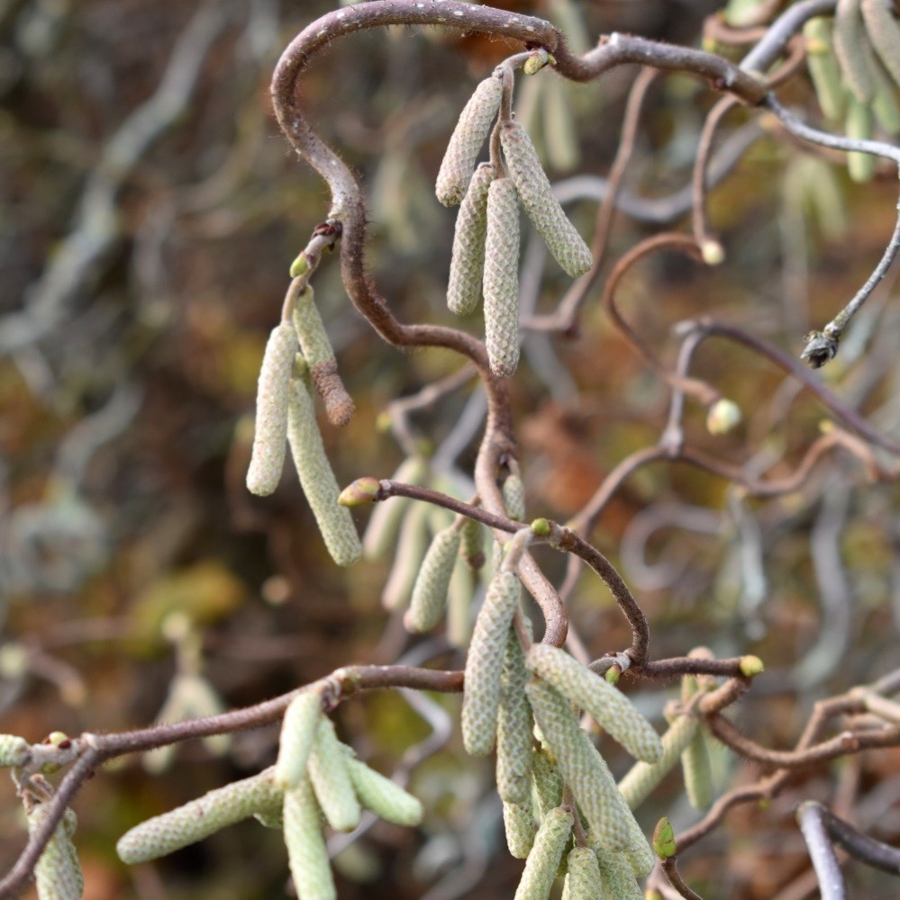 <i>Corylus avellana</i> 'Contorta'