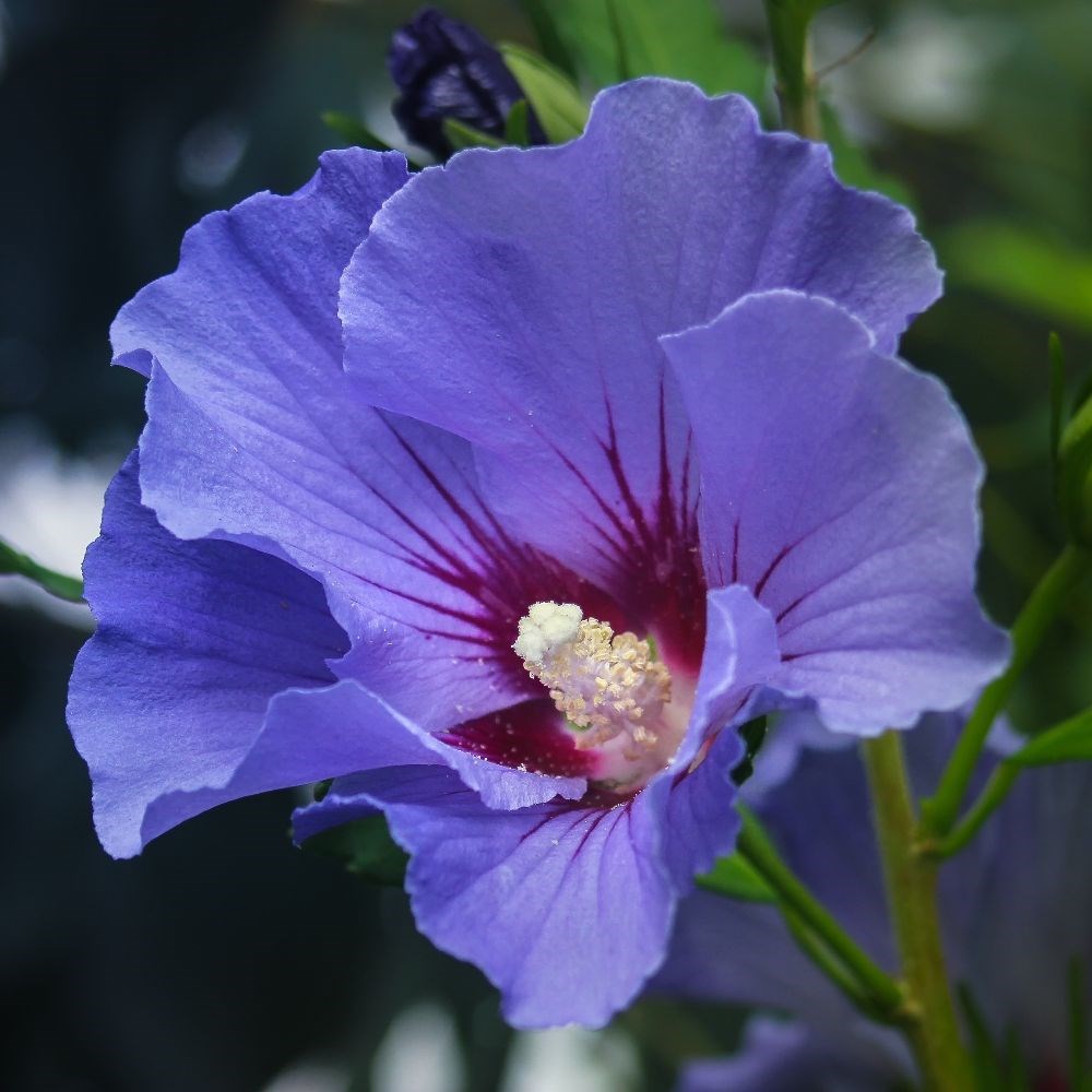 <i>Hibiscus syriacus</i> 'Marina'