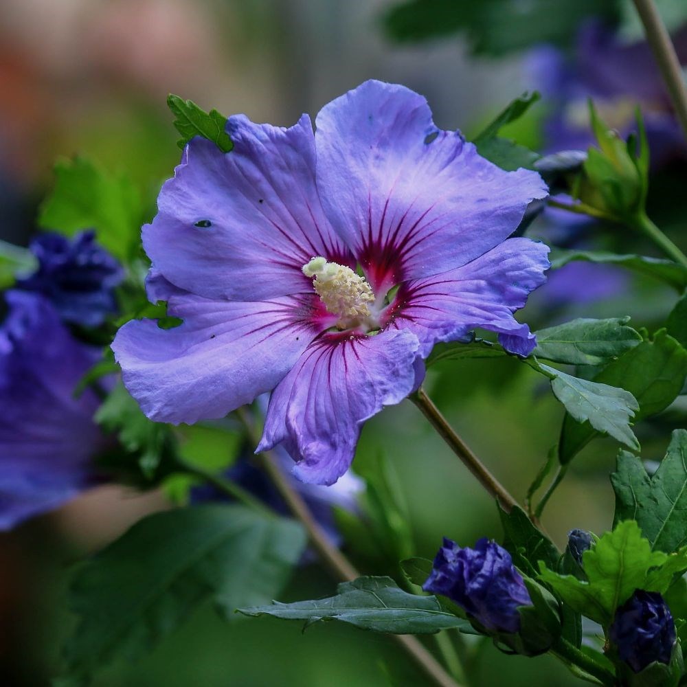 <i>Hibiscus syriacus</i> 'Marina'