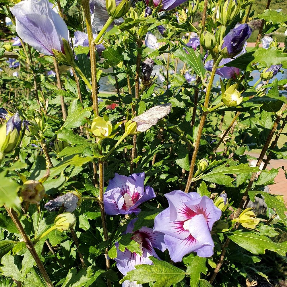<i>Hibiscus syriacus</i> 'Marina'