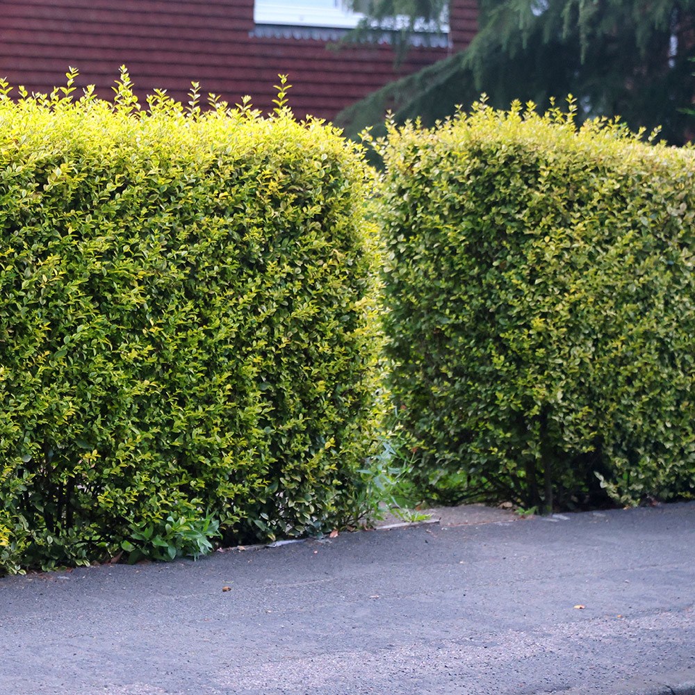 <i>Ligustrum ovalifolium</i> 'Aureum'