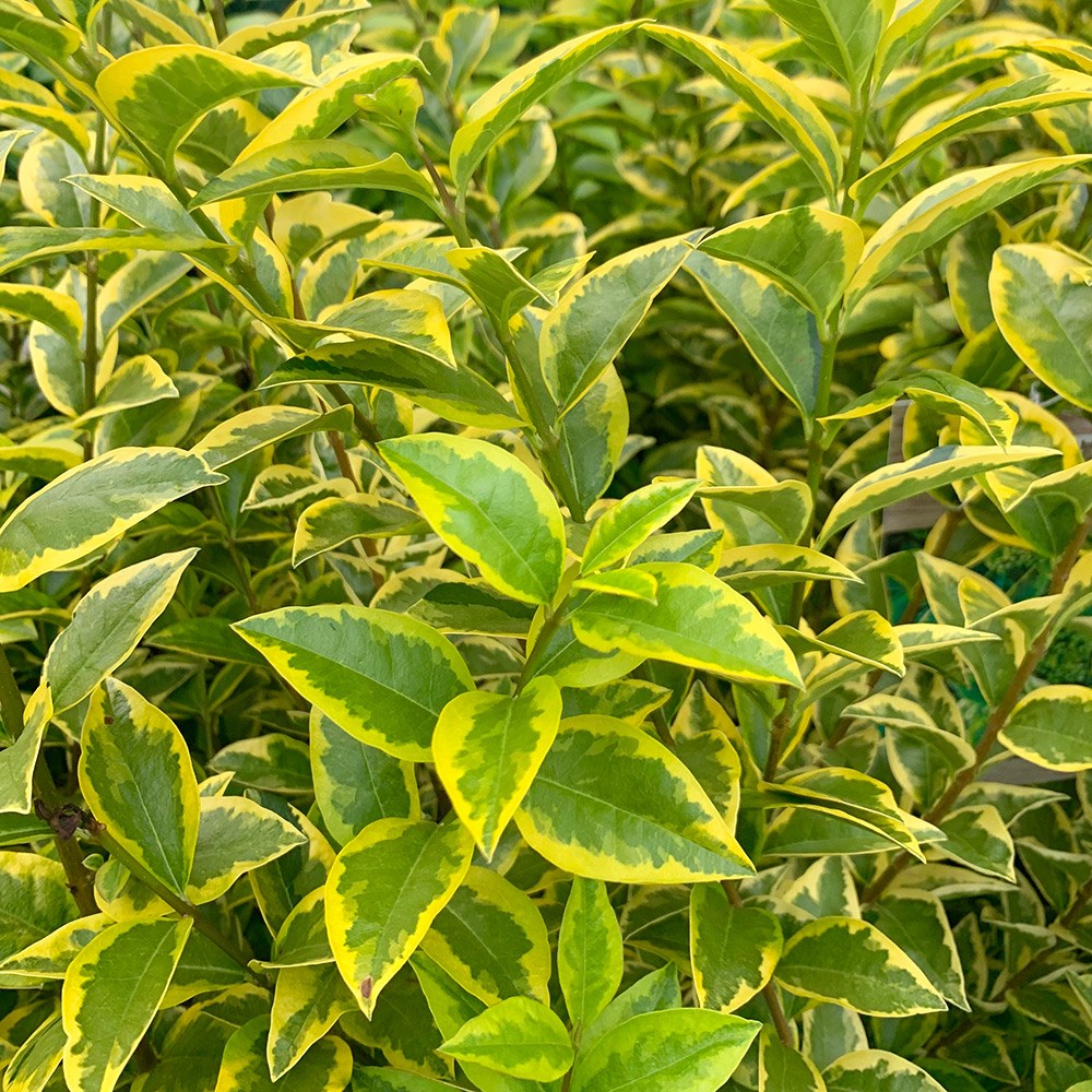 <i>Ligustrum ovalifolium</i> 'Aureum'