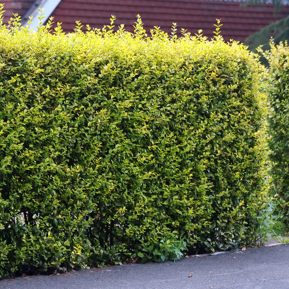 <i>Ligustrum ovalifolium</i> 'Aureum'