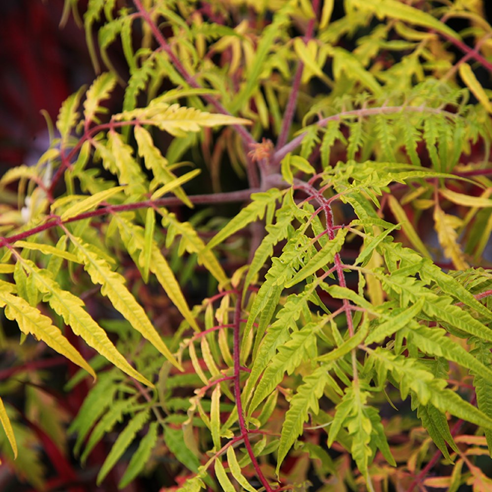 <i>Rhus typhina</i> <b class=small-caps>Tiger Eyes</b> ('Bailtiger')