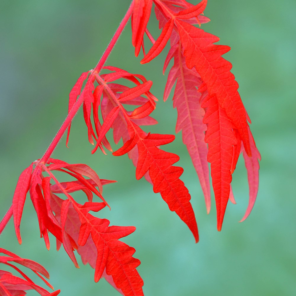 <i>Rhus typhina</i> <b class=small-caps>Tiger Eyes</b> ('Bailtiger')