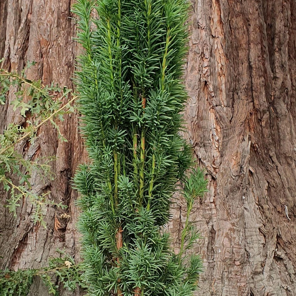 <i>Taxus baccata</i> 'Fastigiata Robusta'