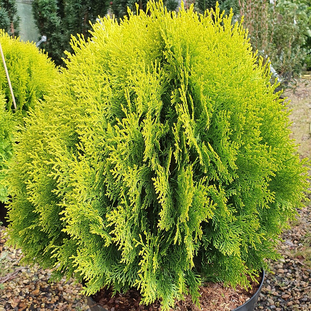 <i>Platycladus orientalis</i> 'Aurea Nana'