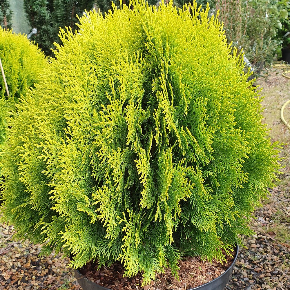<i>Platycladus orientalis</i> 'Aurea Nana'