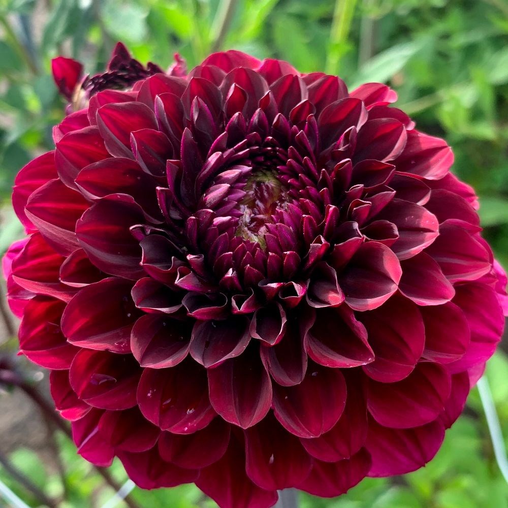 <i>Dahlia</i> 'Seniors Darkness'
