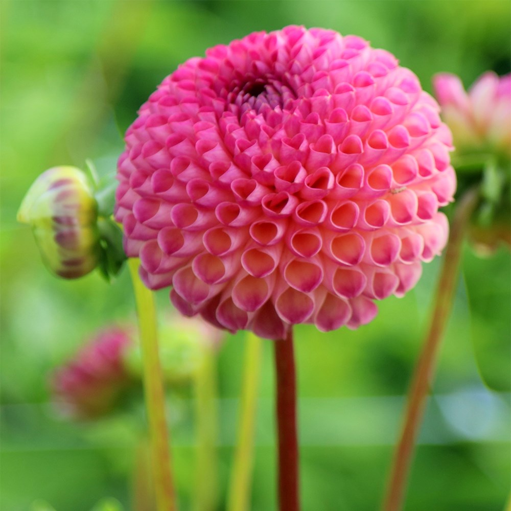 <i>Dahlia</i> 'Burlesca'