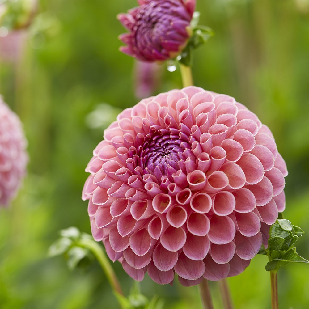 <i>Dahlia</i> 'Jowey Winnie'