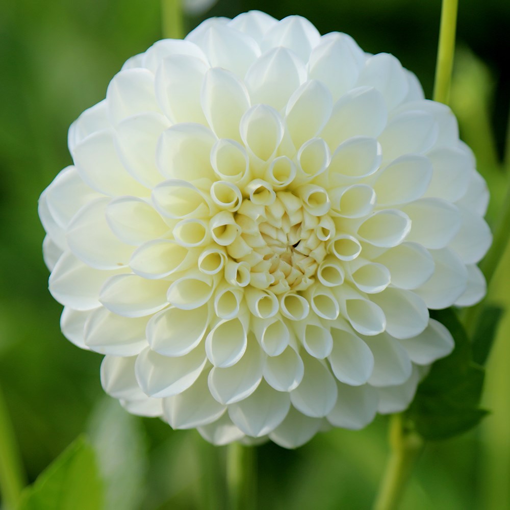 <i>Dahlia</i> 'Boom Boom White'