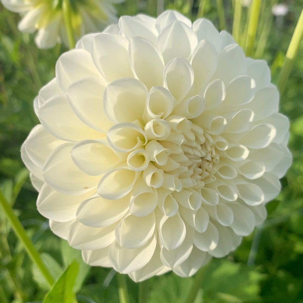 <i>Dahlia</i> 'Boom Boom White'
