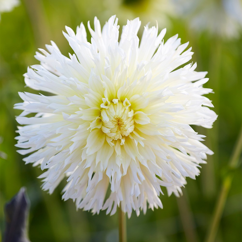 <i>Dahlia</i> 'Ice Crystal'