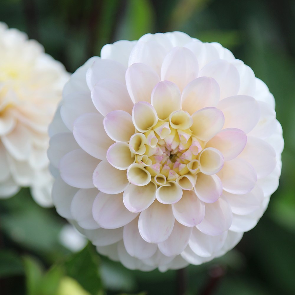 <i>Dahlia</i> 'White Isa'