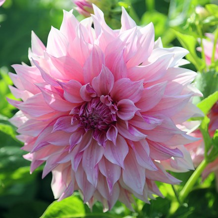 Dahlia Cafe au Lait Royal