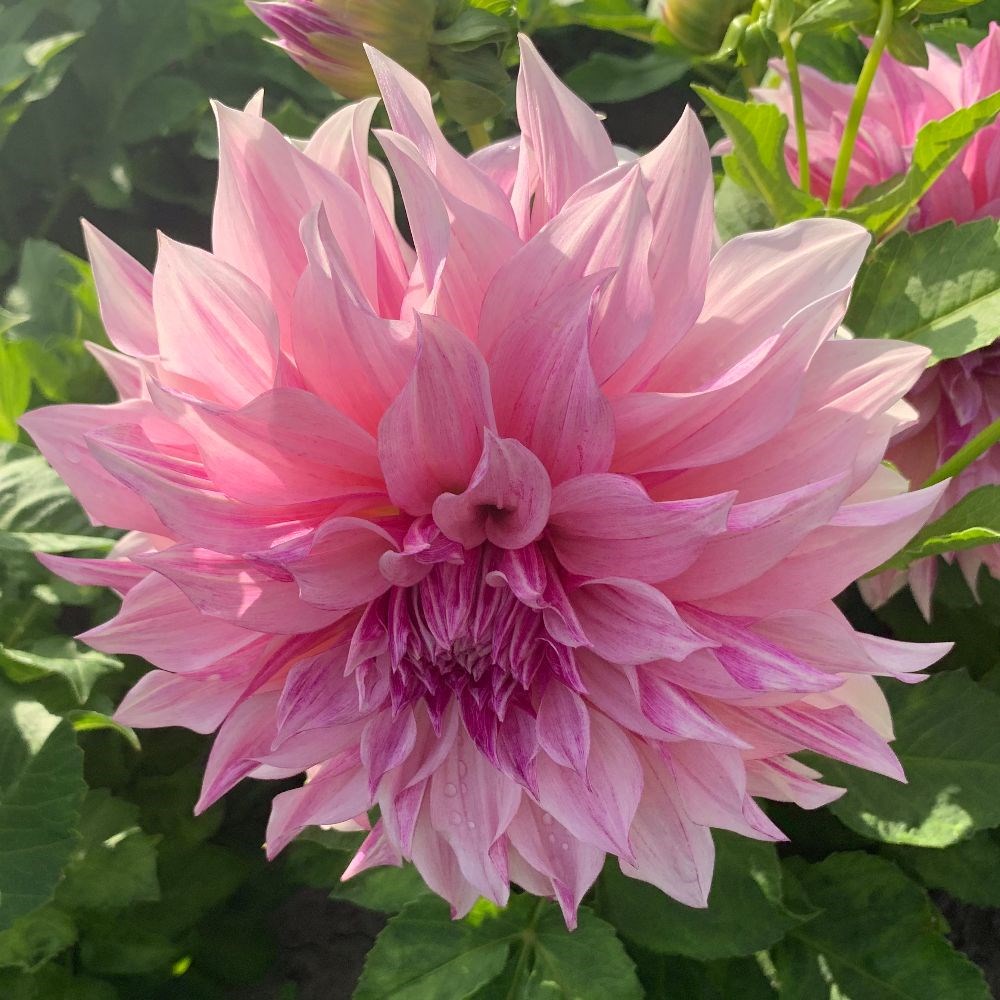 <i>Dahlia</i> 'Café au Lait Royal'