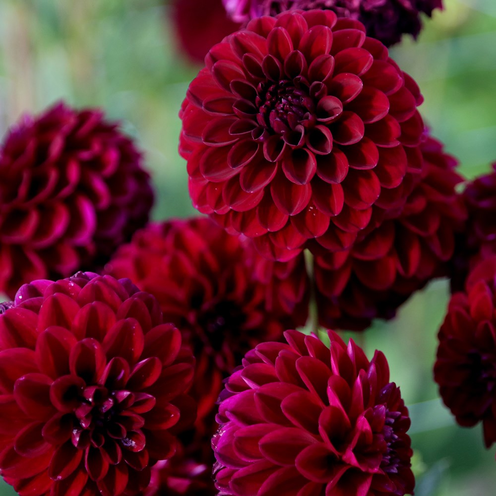 <i>Dahlia</i> 'Gipsy Night'