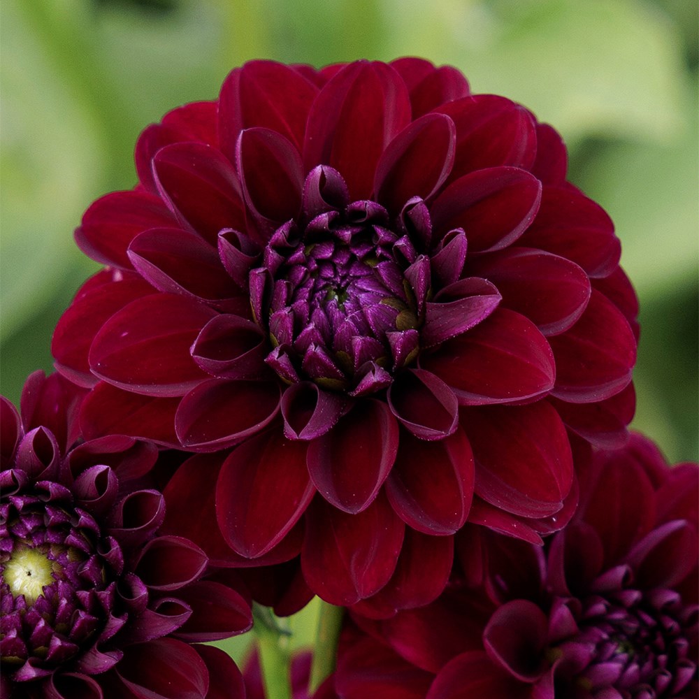 <i>Dahlia</i> 'Gipsy Night'