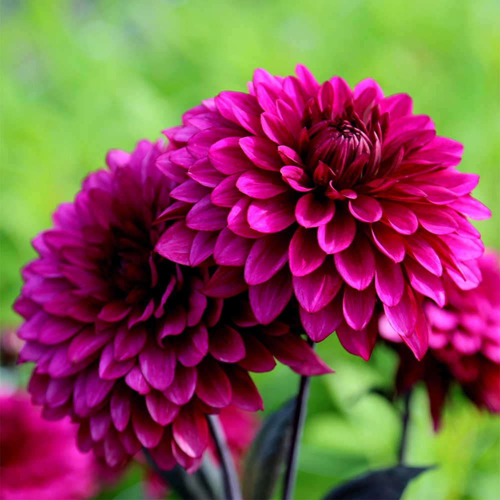 <I>Dahlia</i> 'Purple Flame' (PBR)