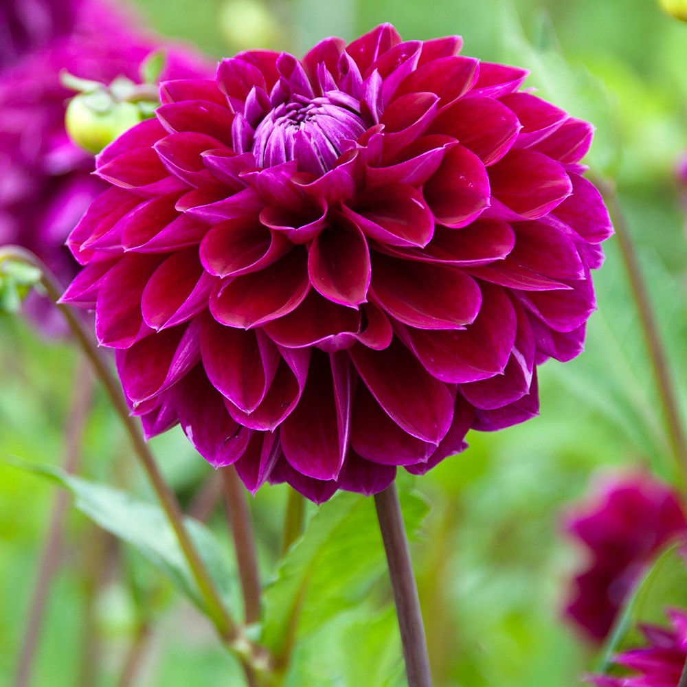 <i>Dahlia</i> 'Jowey Marilyn'