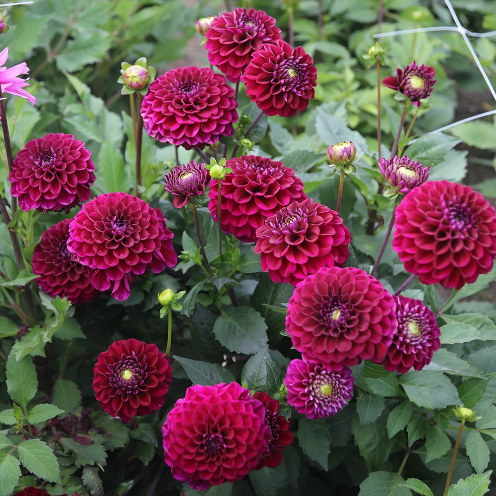 <i>Dahlia</i> 'Jowey Marilyn'