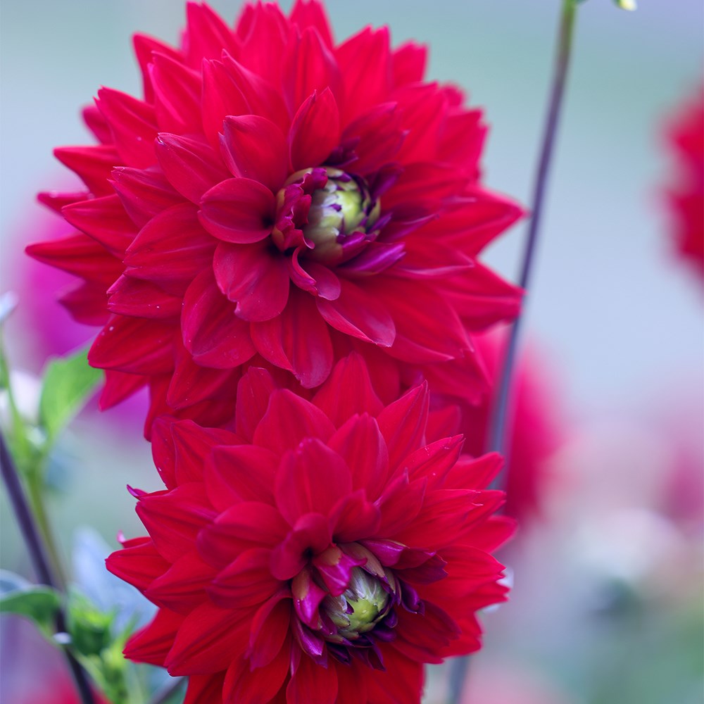<i>Dahlia</i> 'All Directions'