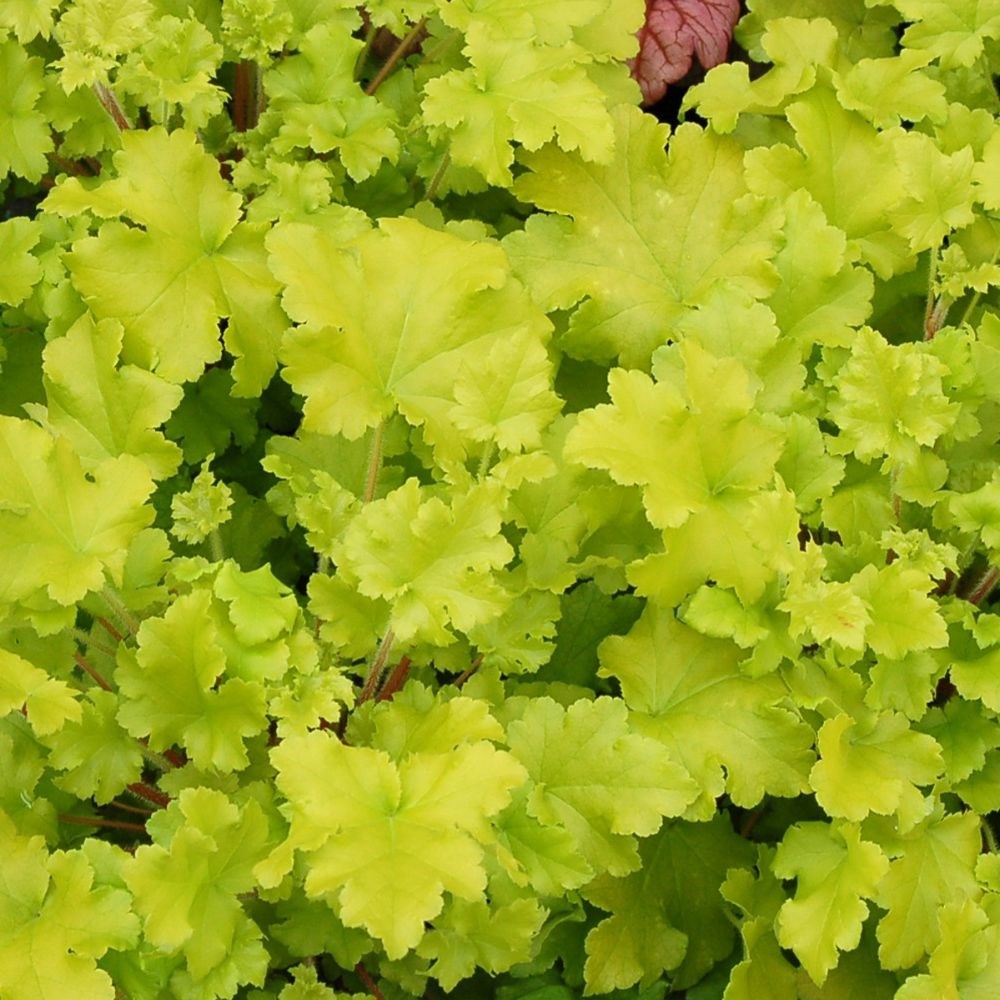 <i>Heuchera</i> 'Lime Marmalade'