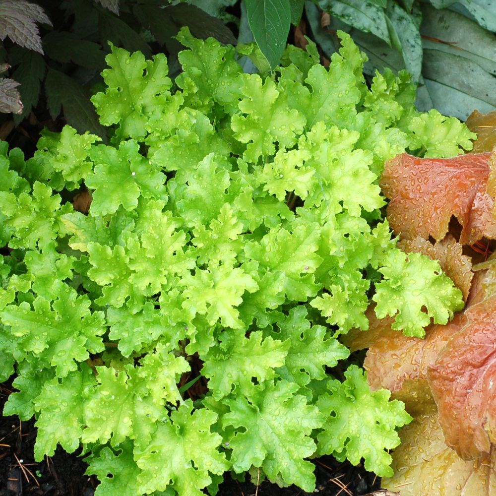 <i>Heuchera</i> 'Lime Marmalade'