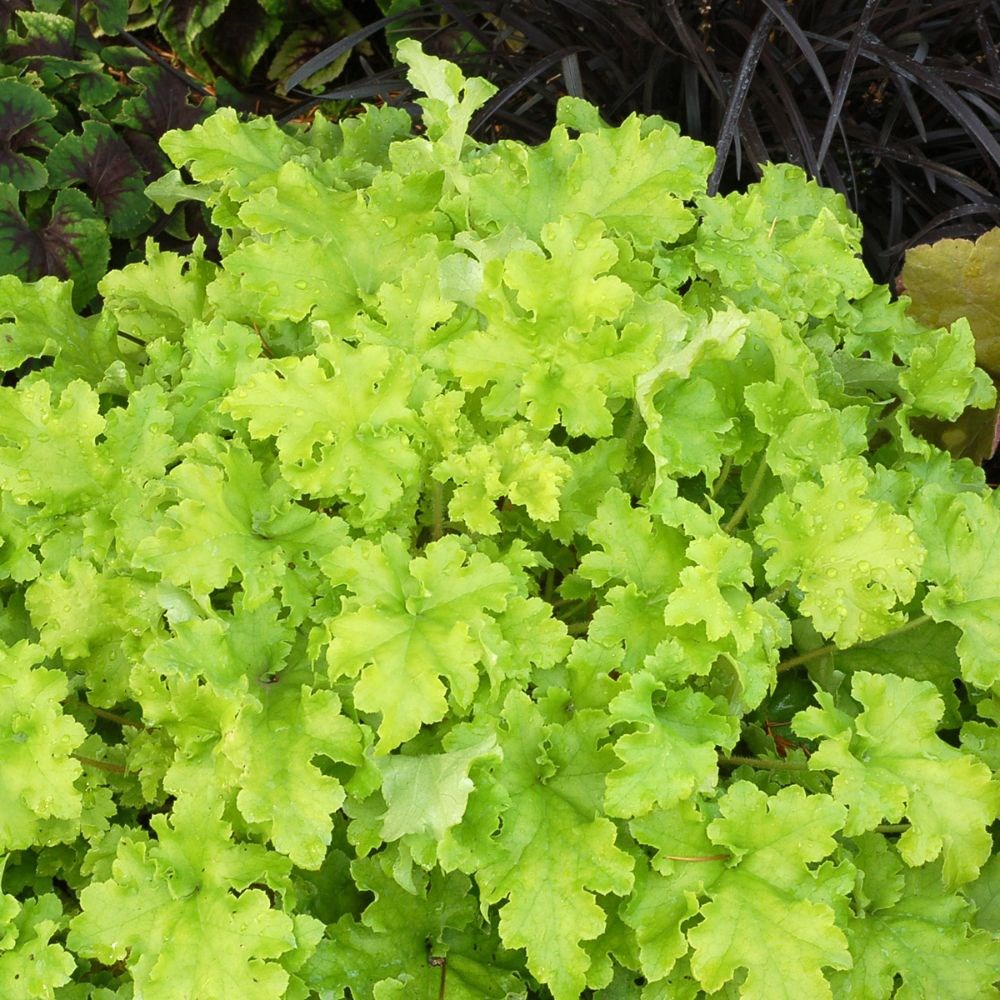 <i>Heuchera</i> 'Lime Marmalade'