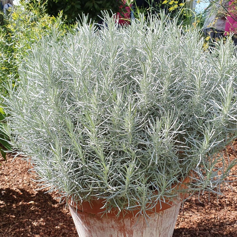 curry plant