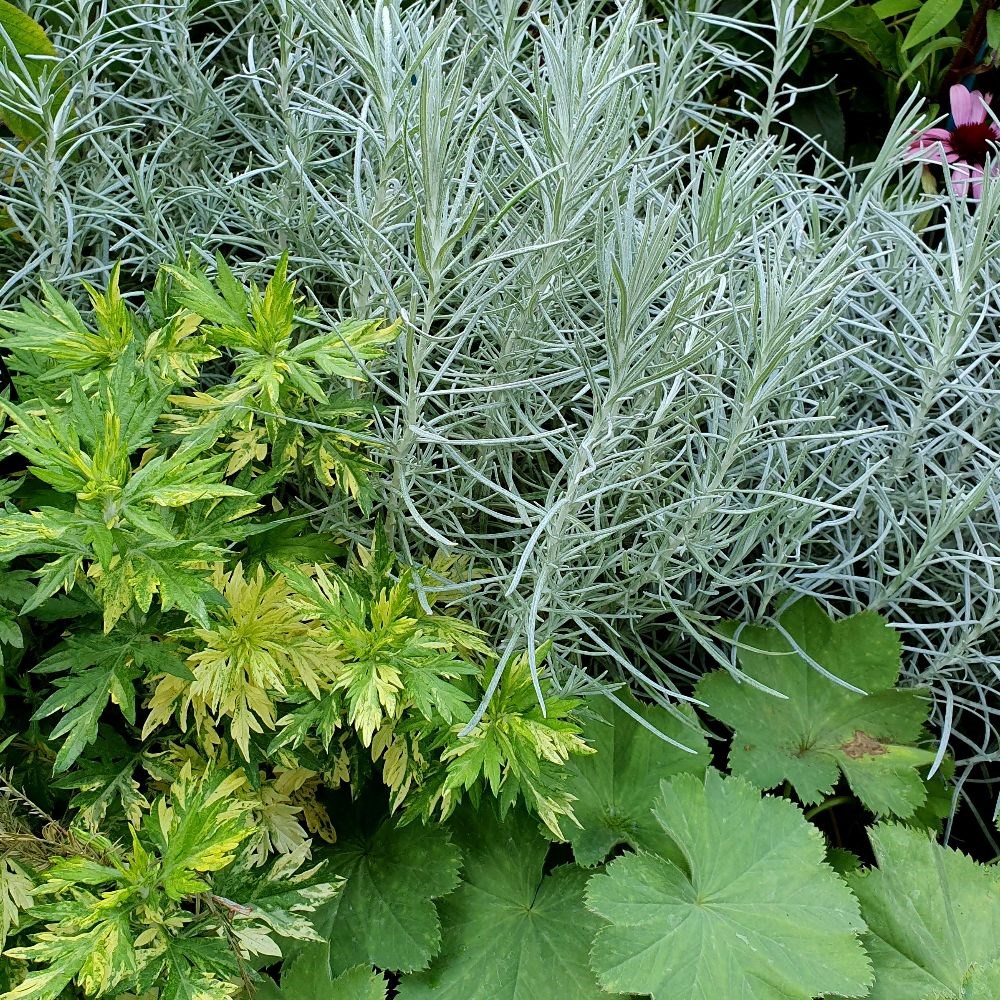 curry plant