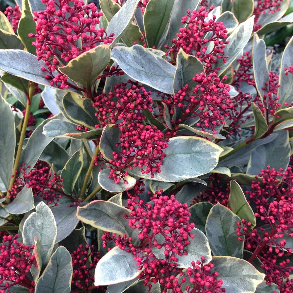 <I>Skimmia japonica</i> 'Perosa' (PBR) (male)