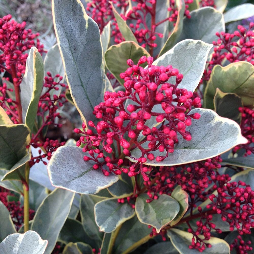 <I>Skimmia japonica</i> 'Perosa' (PBR) (male)