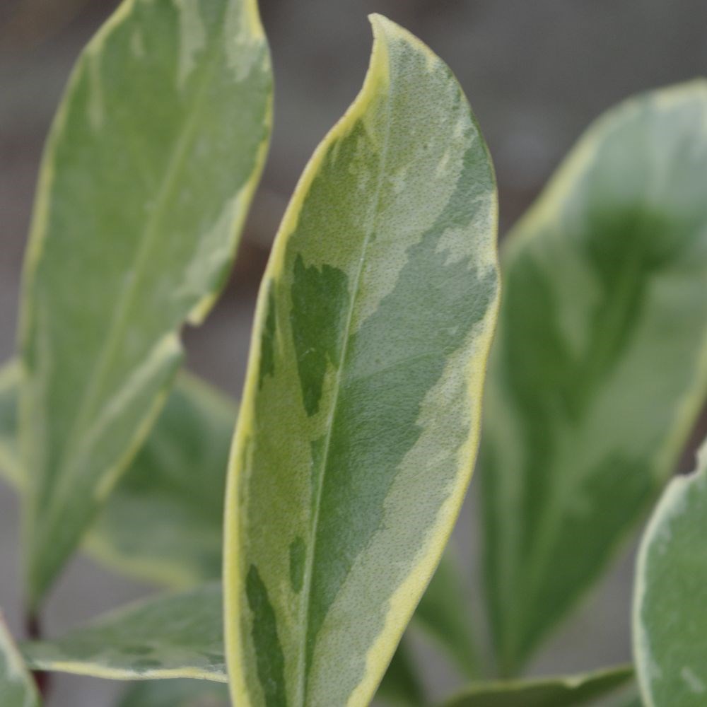 <I>Skimmia japonica</i> 'Perosa' (PBR) (male)