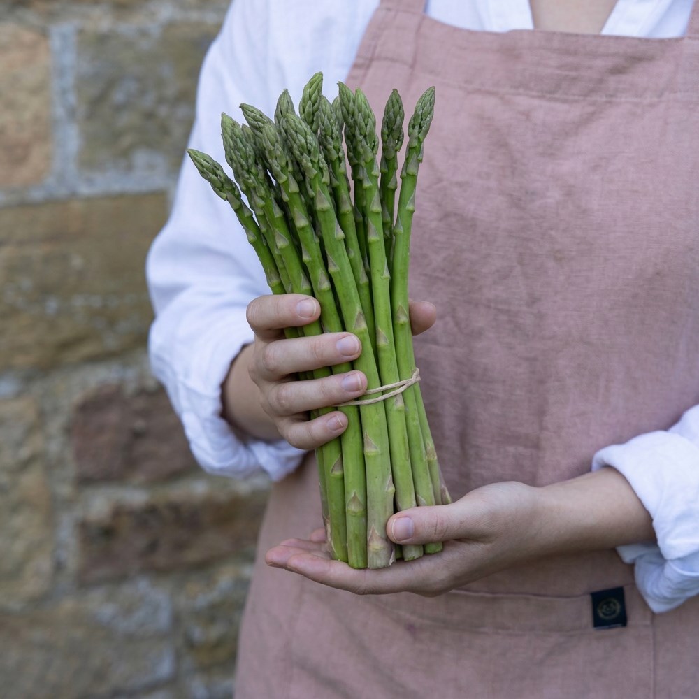 asparagus 'Backlim'