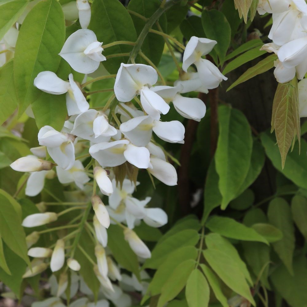 <i>Wisteria brachybotrys</i> f. <i>albiflora</i> 'Shiro-kapitan'