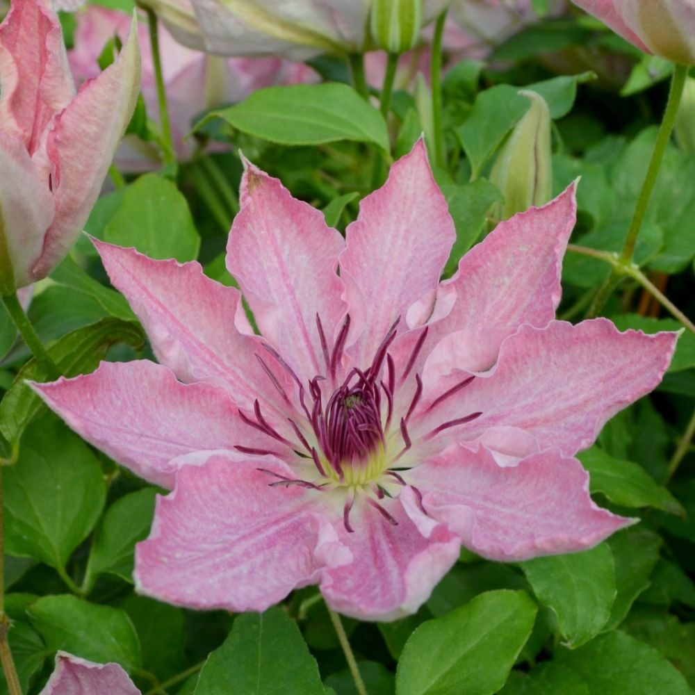 <i>Clematis</i> <b class=small-caps>Sarah Elizabeth</b> ('Evipo098') (PBR) (Boulevard Series)
