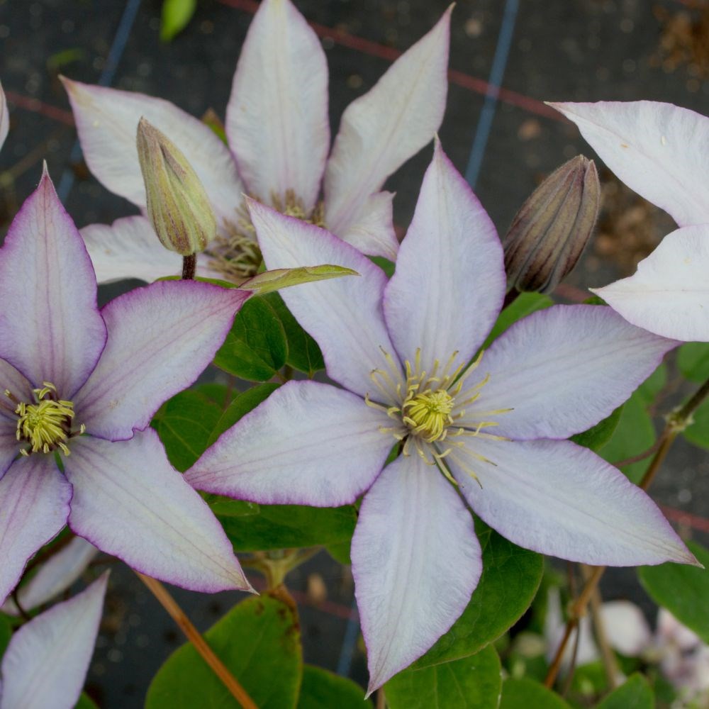 <i>Clematis</i> <b class=small-caps>Samaritan Jo</b> ('Evipo075') (PBR) (Boulevard Series)