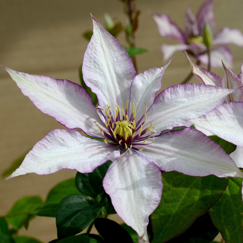 <i>Clematis</i> <b class=small-caps>Samaritan Jo</b> ('Evipo075') (PBR) (Boulevard Series)