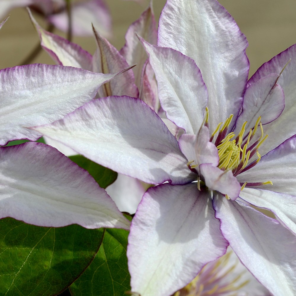 <i>Clematis</i> <b class=small-caps>Samaritan Jo</b> ('Evipo075') (PBR) (Boulevard Series)
