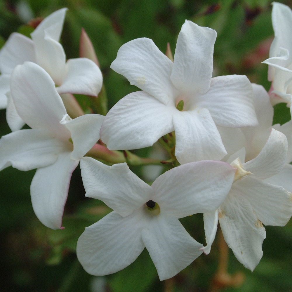 <i>Jasminum officinale</i> f. <i>affine</i>