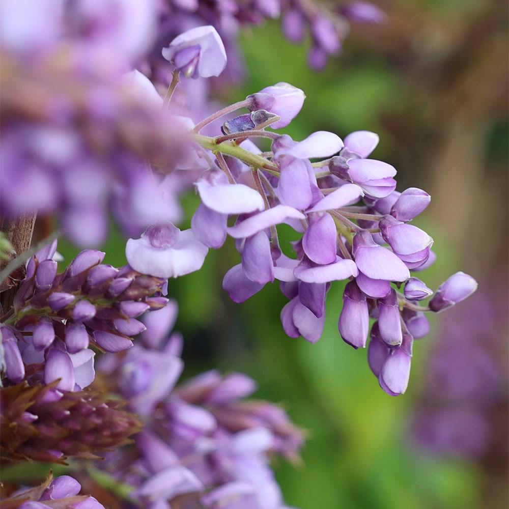 <i>Wisteria brachybotrys</i> 'Okayama'