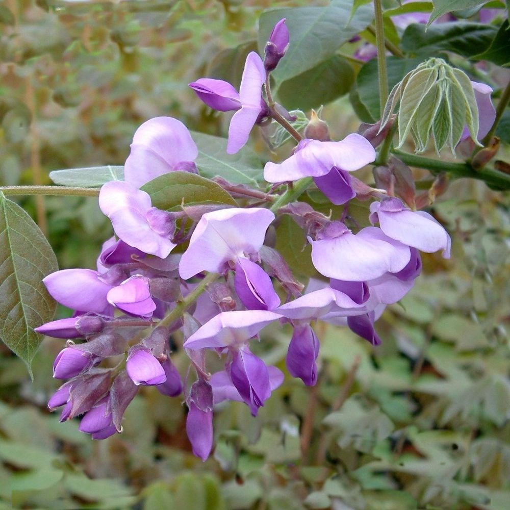 <i>Wisteria brachybotrys</i> 'Okayama'