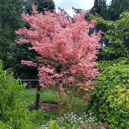 Acer palmatum Taylor (PBR)