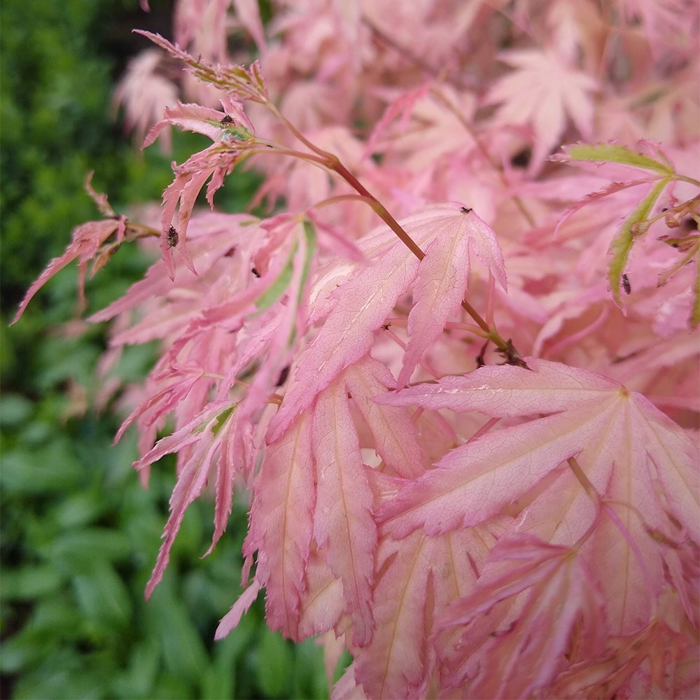 <i>Acer palmatum</i> 'Taylor' (PBR)